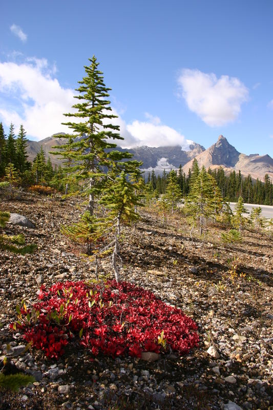 Icefield Parkway