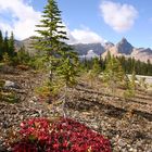 Icefield Parkway