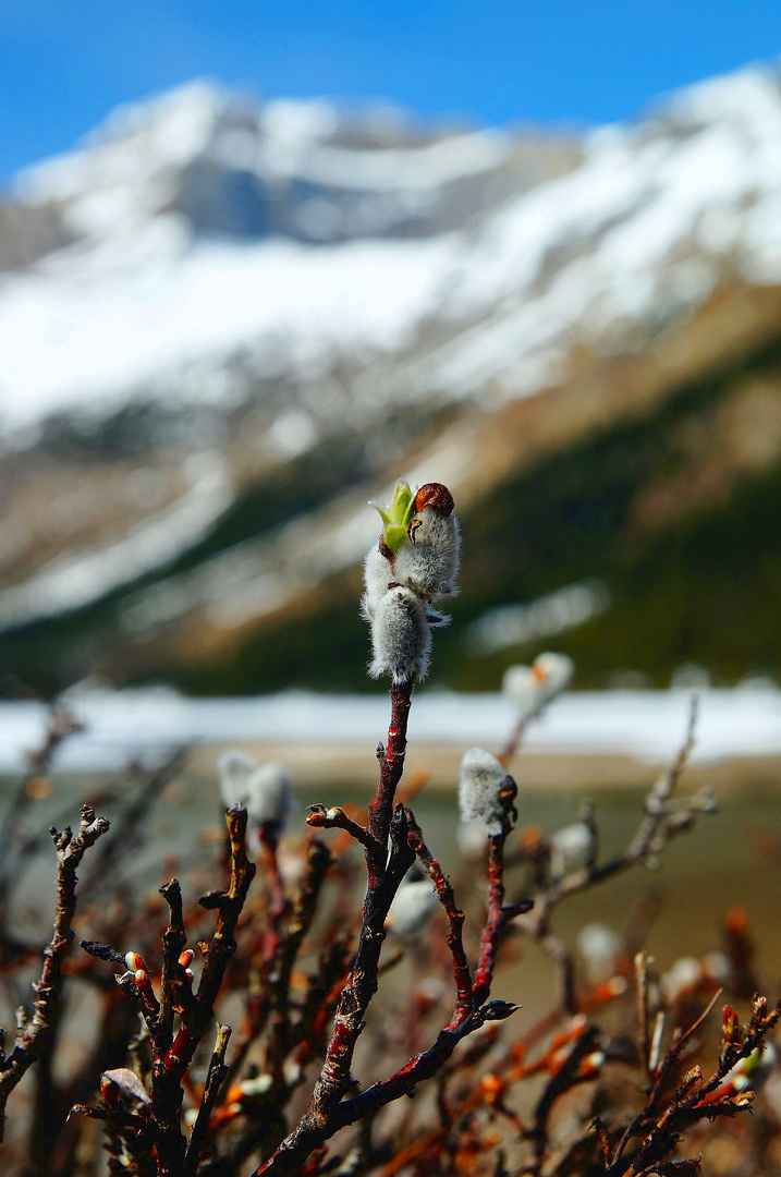 Icefields Parkway III