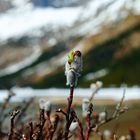 Icefields Parkway III