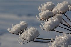 ICEFLOWER- NATURE-ART