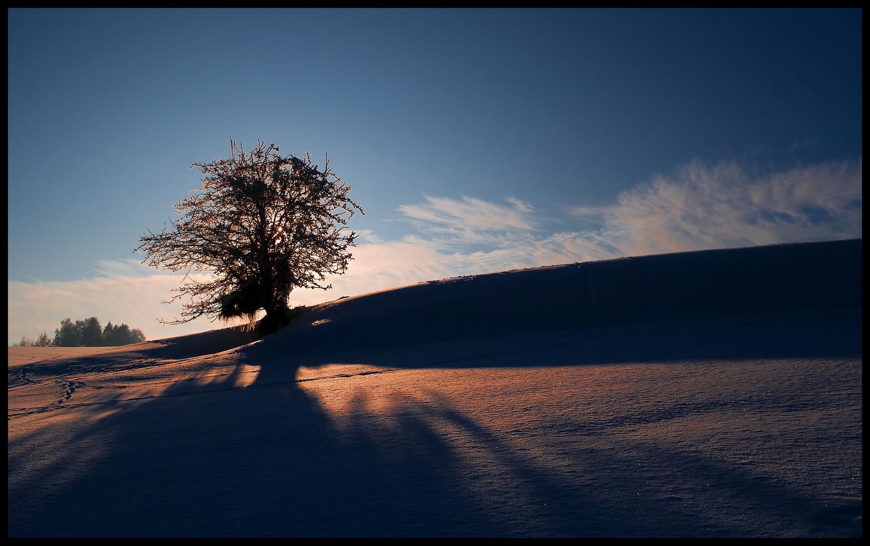 Iceglow Tree