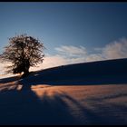 Iceglow Tree