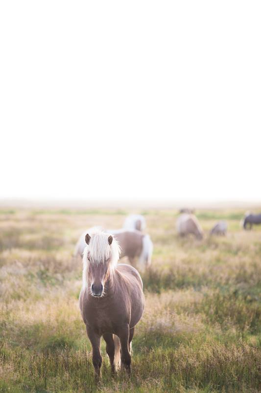 Iceland