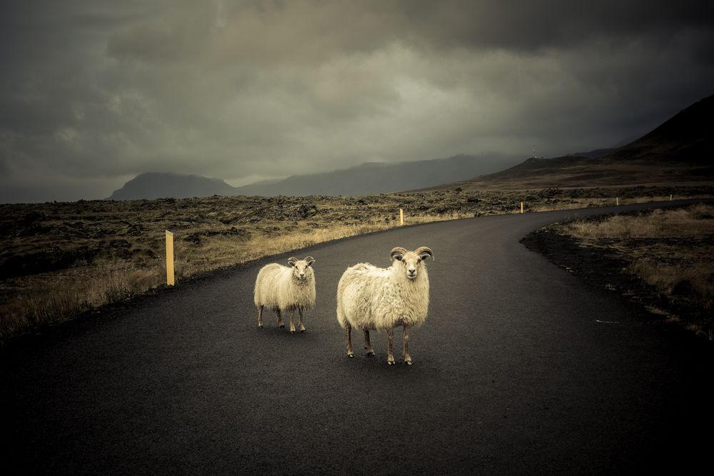 [Iceland]