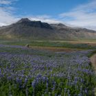 Iceland among blues