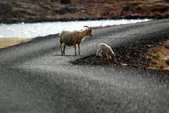 iceland-buddies