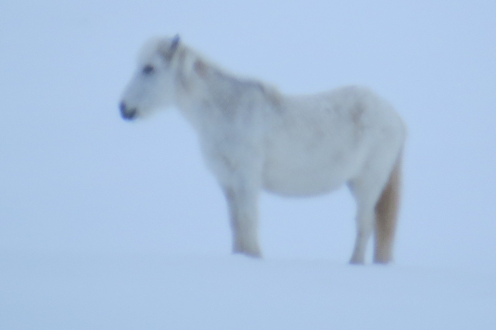 Iceland horse