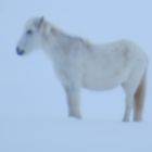 Iceland horse