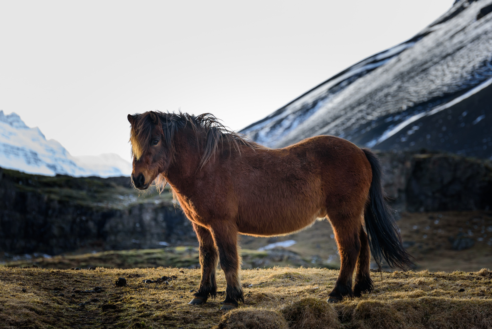 Iceland Horse