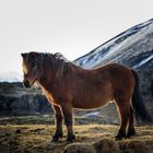 Iceland Horse