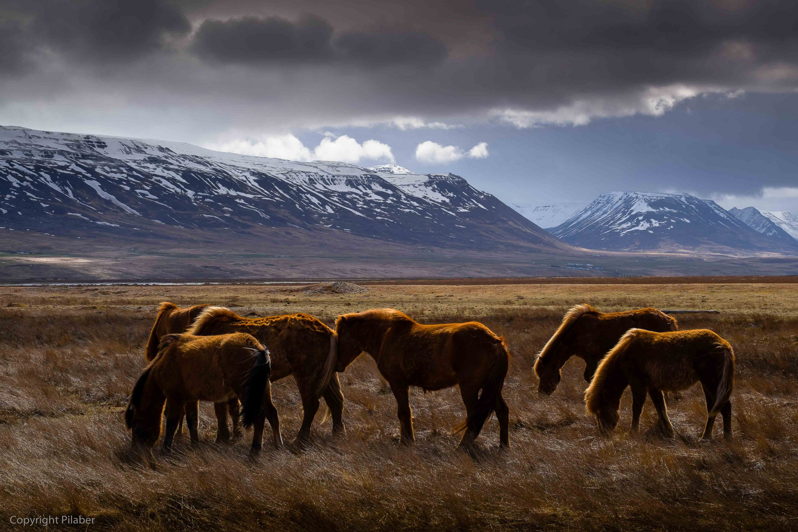 Iceland horses 2015