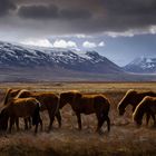 Iceland horses 2015