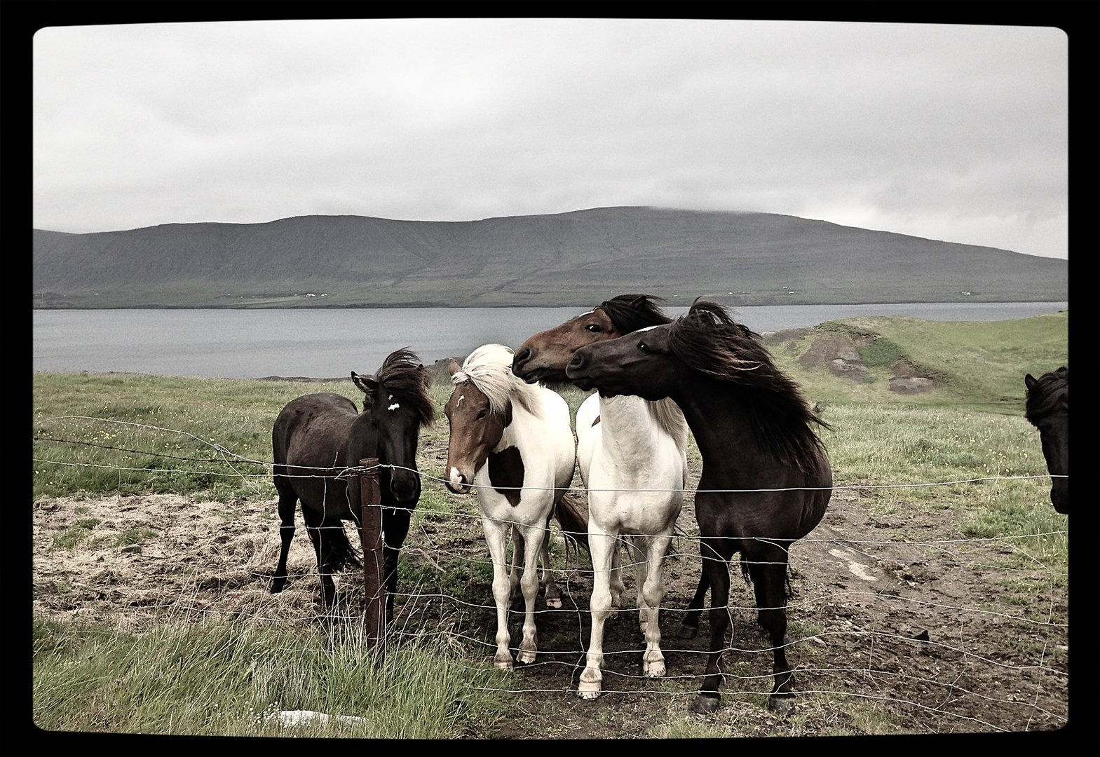 Iceland - Horses