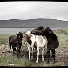 Iceland - Horses
