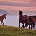 Iceland Memories