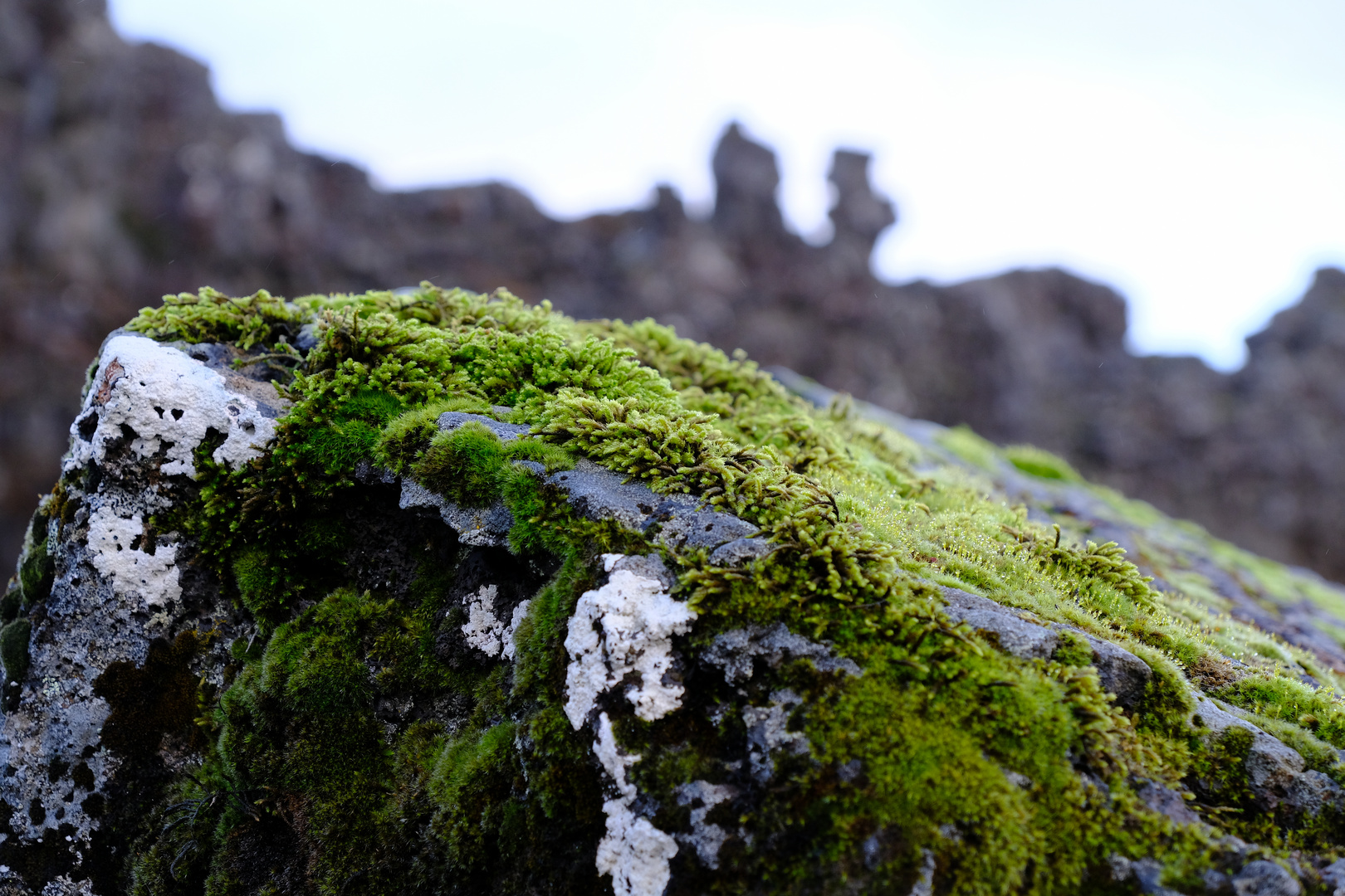 Iceland Moos