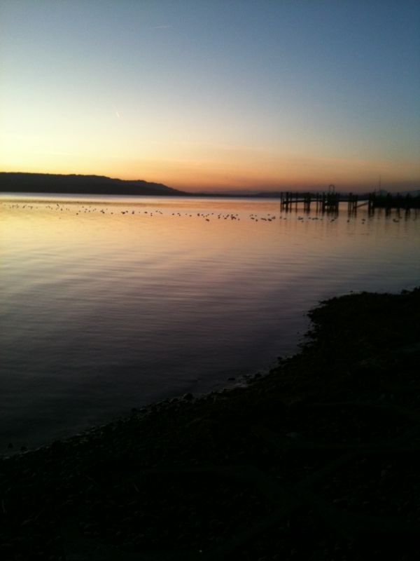 Iceland of Mainau (Bodensee)