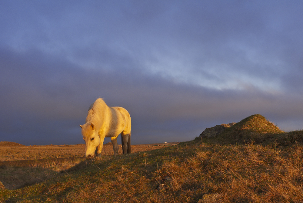 Iceland Pferd in der Mitternachtssonne