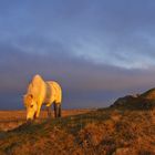 Iceland Pferd in der Mitternachtssonne