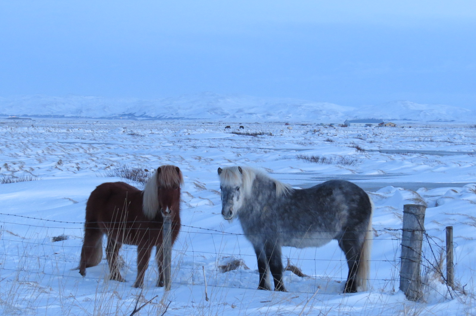 Iceland ponies