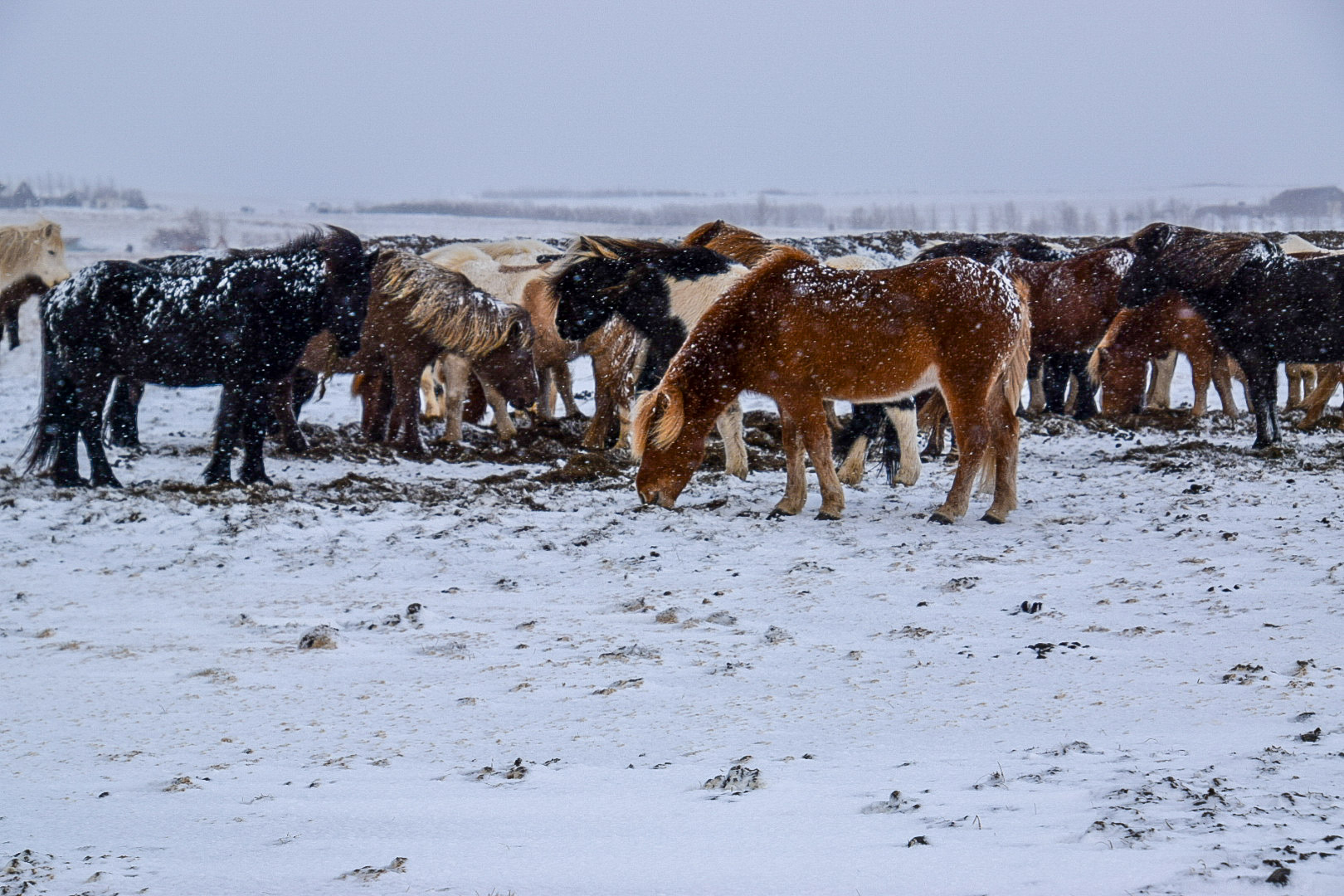 Iceland ponies