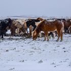 Iceland ponies