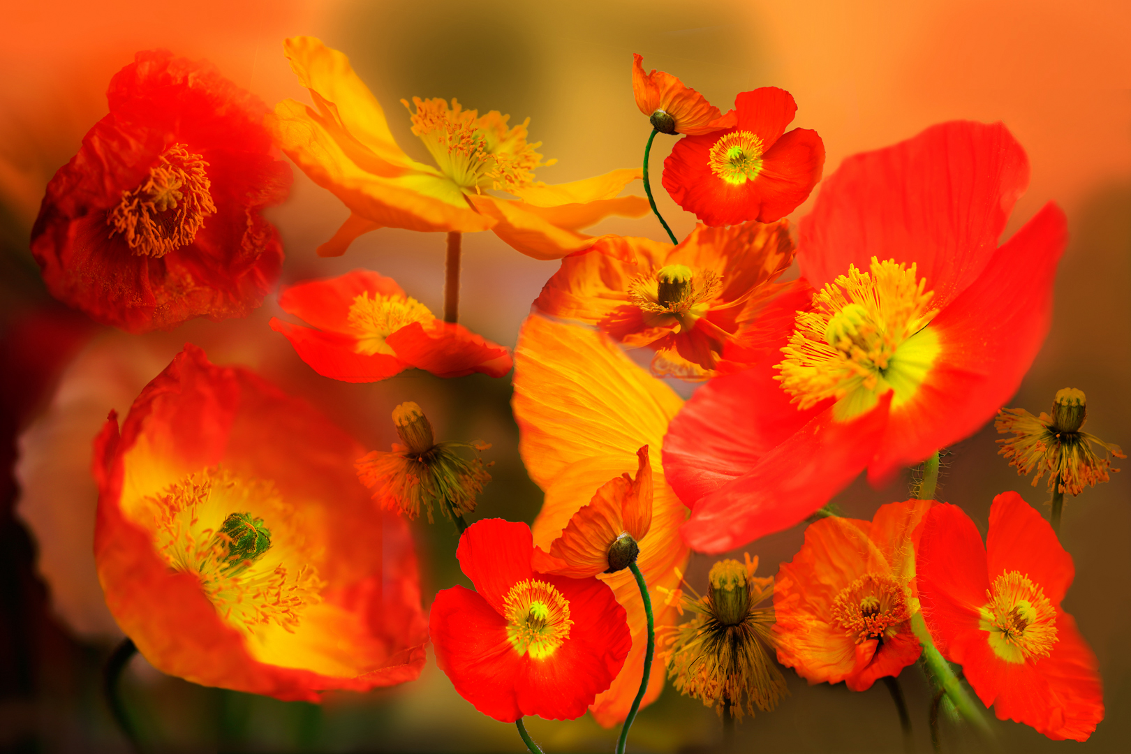 Iceland poppies