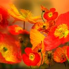 Iceland poppies