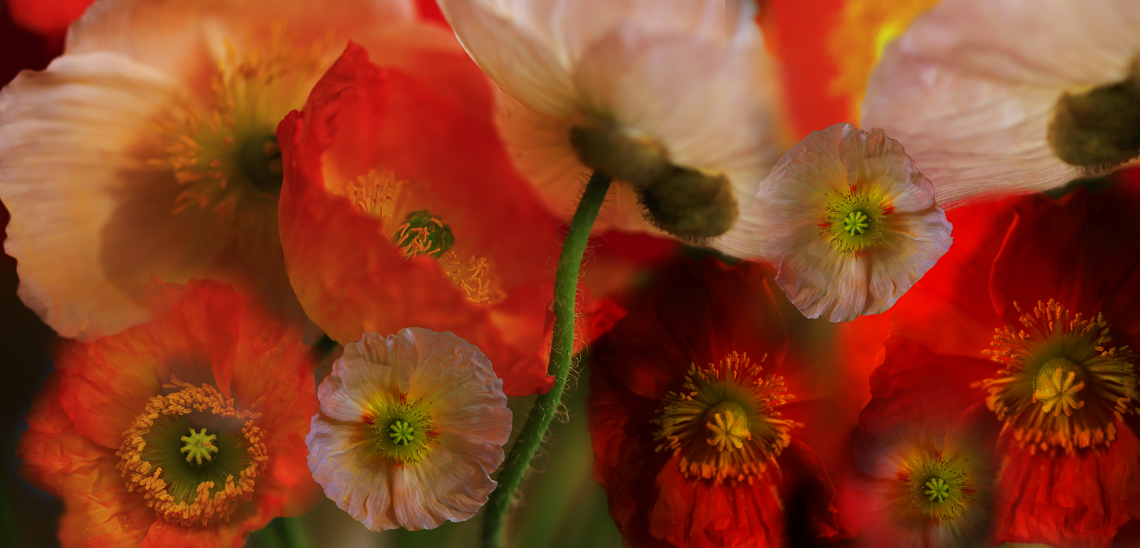 Iceland Poppy