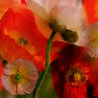 Iceland Poppy