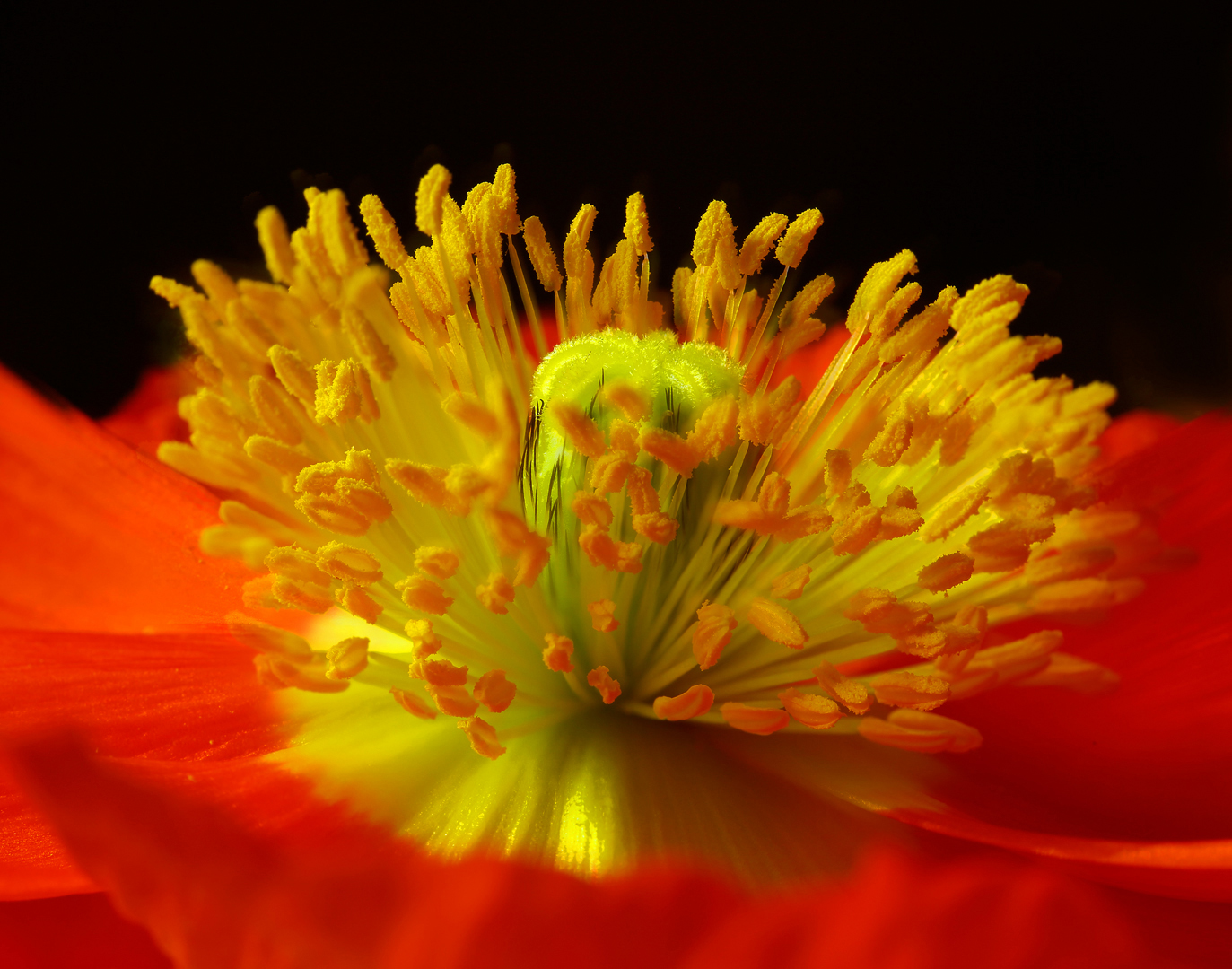 Iceland poppy