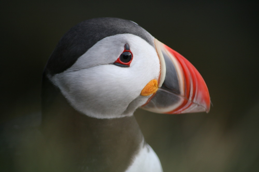 Iceland Puffin