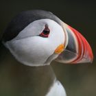 Iceland Puffin