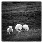 [...Iceland - Sheep]