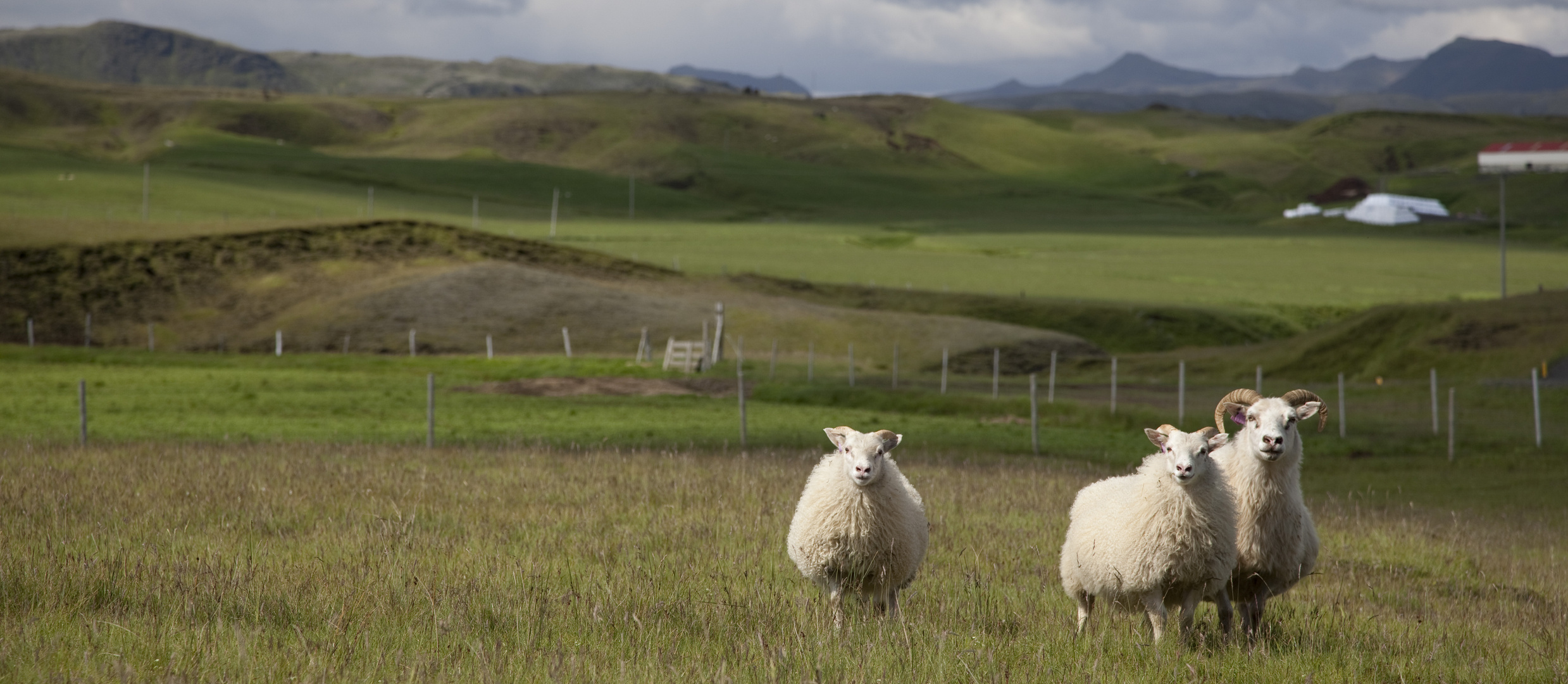 Iceland sheep