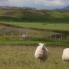 Iceland sheep