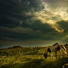 Iceland - wildlife