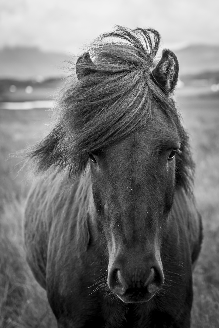 iceland_horse