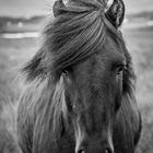 iceland_horse