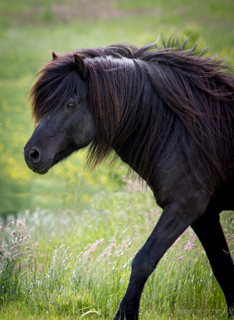 Iceland.horse.