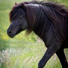 Iceland.horse.