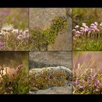 Icelandic flora