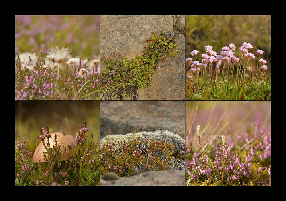 Icelandic flora