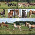 Icelandic foals