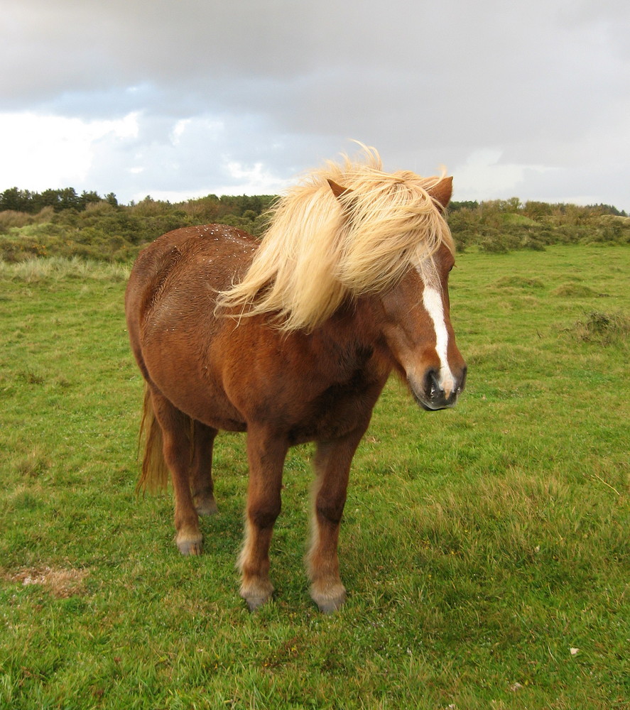 Icelandic horse