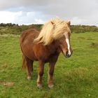 Icelandic horse