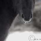 Icelandic horse.