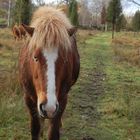 Icelandic Horse