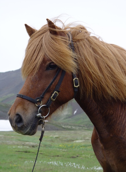  ~Icelandic Horse~